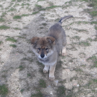 Cucciola di incrocio lupo cecoslovacco