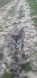 Cucciola di incrocio lupo cecoslovacco