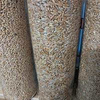 Grano antico Majorca, Senatore Cappelli, veccia,