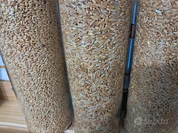 Grano antico Majorca, Senatore Cappelli, veccia,