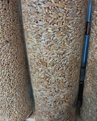 Grano antico Majorca, Senatore Cappelli, veccia,