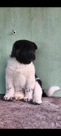 Cucciolo Akita americano completo pedigree