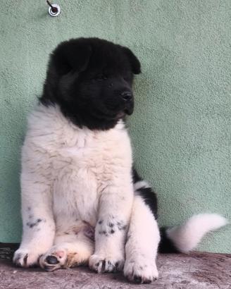 Cucciolo Akita americano completo pedigree