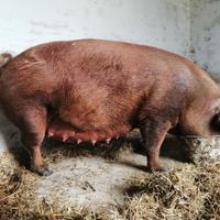 Suinetti,suini, magroncelli Duroc