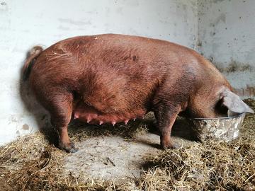 Suinetti,suini, magroncelli Duroc