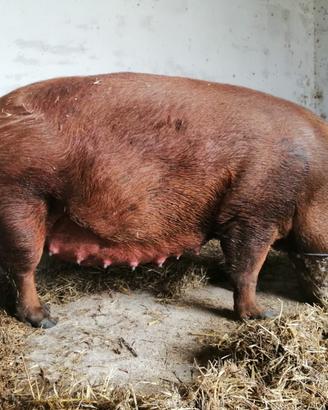 Suinetti,suini, magroncelli Duroc