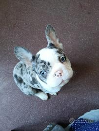 Bouledogue bulldog francese esotico merle