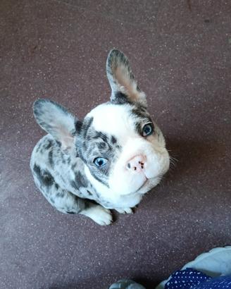 Bouledogue bulldog francese esotico merle