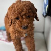 Barboncini red cuccioli