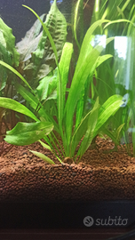 Piante Acquatiche e lumache Acquario