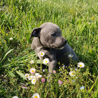 Staffordshire Bull Terrier Cuccioli Staffy