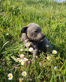 Staffordshire Bull Terrier Cuccioli Staffy