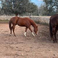 Splendida puledra Qh