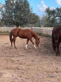 Splendida puledra Qh