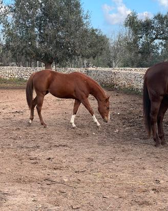 Splendida puledra Qh