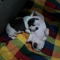 Cuccioli di buldog francesi