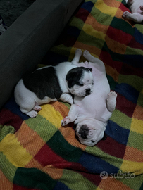 Cuccioli di buldog francesi