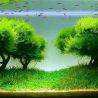 Muschio di Java e Guppy