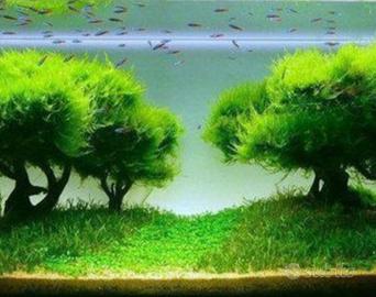 Muschio di Java e Guppy