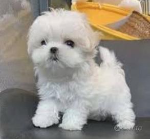 Maltese toy
