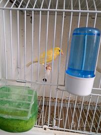 Canarini maschi spagnolini