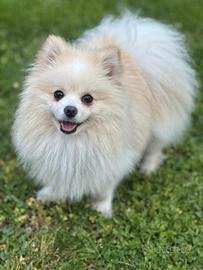 Spiz di pomerania per monta