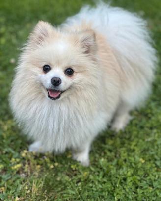 Spiz di pomerania per monta