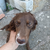 Lagotto springer 14 mesi