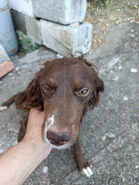 Lagotto springer 14 mesi