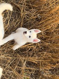 Siberian Husky con pedigree enci