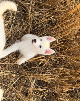Siberian Husky con pedigree enci