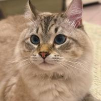 Gatto siberiano neva disponibile per monta