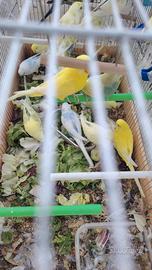 Pappagalli cocorite