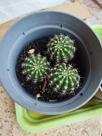 Cactus 🌵
