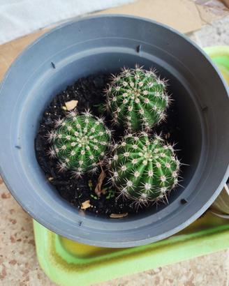 Cactus 🌵