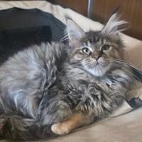 Cuccioli di maine coon