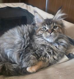 Cuccioli di maine coon
