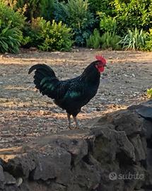 Gallo Australorp