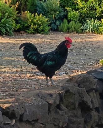 Gallo Australorp