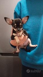 Chihuahua toy tascabile