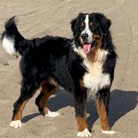 Bovaro del Bernese disponibile per monta