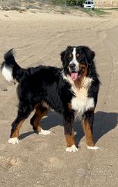 Bovaro del Bernese disponibile per monta