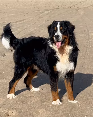 Bovaro del Bernese disponibile per monta