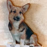 Welsh corgi