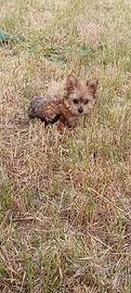 Cuccioli di Yorkshire