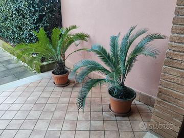 Piante Cycas Revoluta adulte