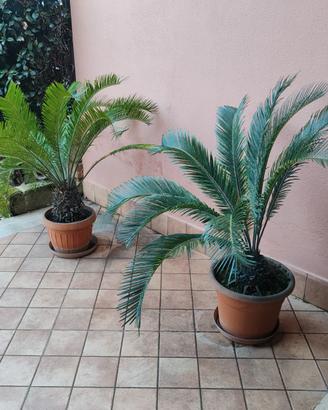 Piante Cycas Revoluta adulte