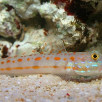Pesce marino valenciennea