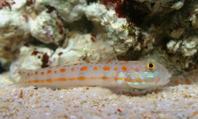 Pesce marino valenciennea