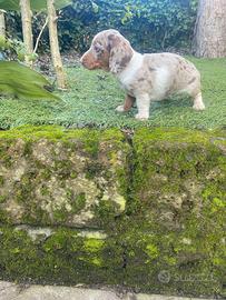 Bassotto Nano Arlecchino-Cioccolato